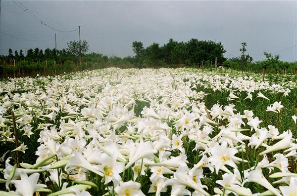 Tháng 4 đến rồi, ghé thăm vườn hoa loa kèn trong một sáng cuối tuần tươi đẹp.